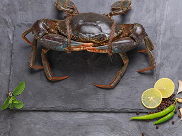 Live Mud Crab