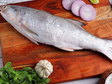 Indian Salmon