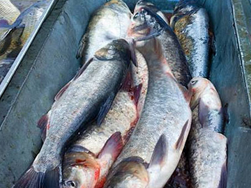 Cobia Fish