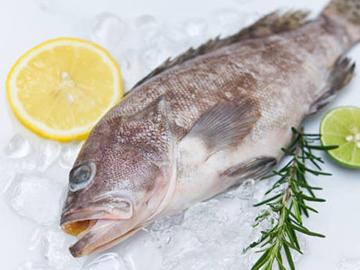 Longspine Grouper