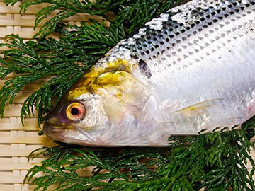 Shad Fish